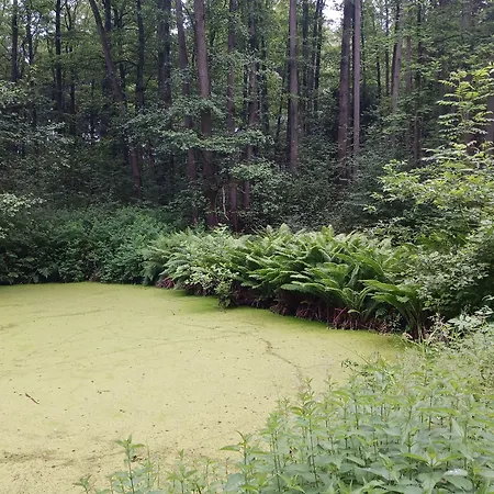 بيت ضيافة Strohm Im Lieth Cafe باد فولنغبوستل